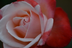 薔薇　２