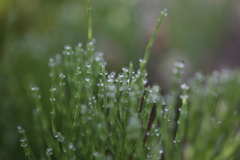朝露