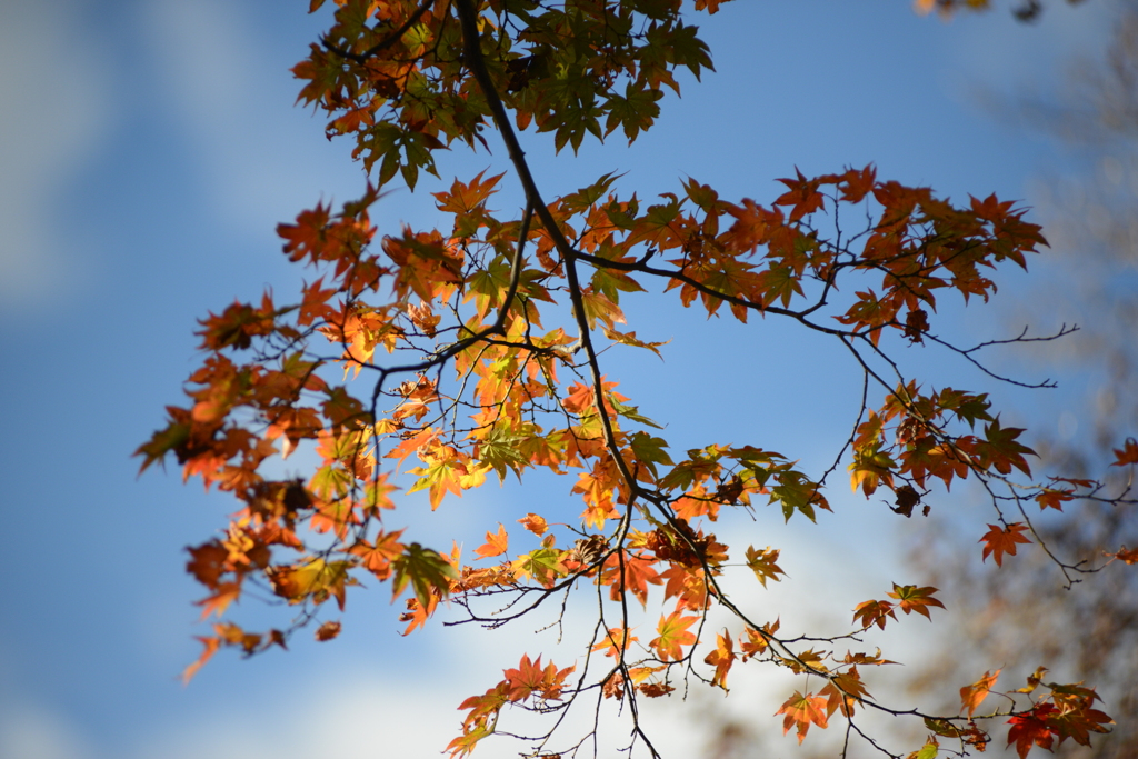 紅葉　3