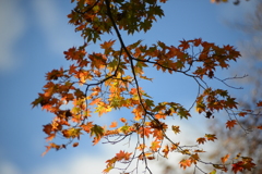 紅葉　3