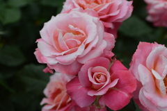 薔薇　１　