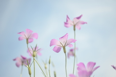 麦なでしこ