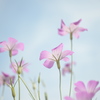 麦なでしこ