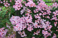 薔薇　８
