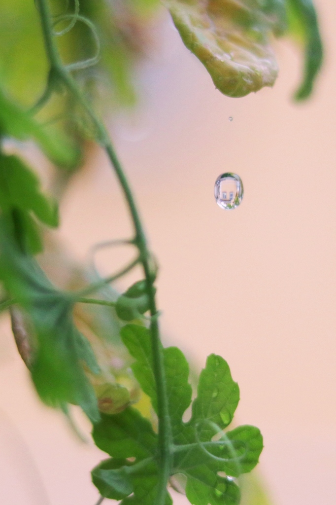 めぐみの雨