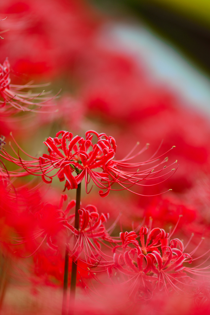 川辺の曼珠沙華