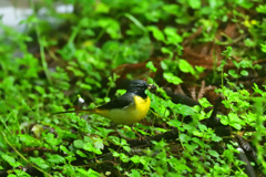 雨の日は車窓より