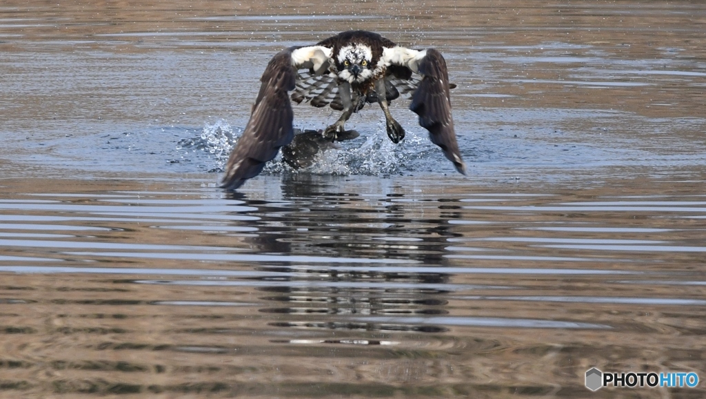 Osprey