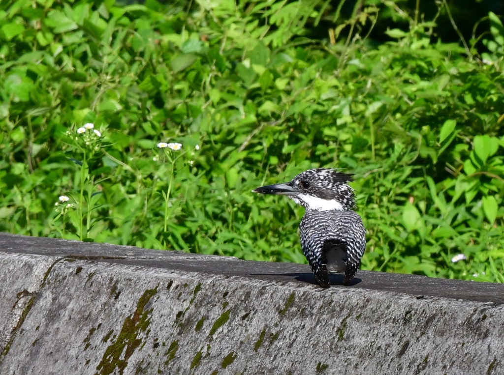 ヤマセミさん　