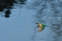 カワセミさーん　お急ぎ中