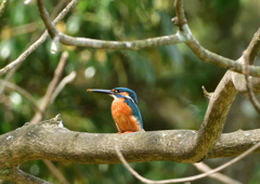 カワセミさん　休憩中