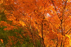 紅葉．．．