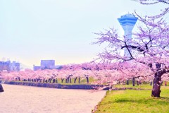 函館　五稜郭　桜 4