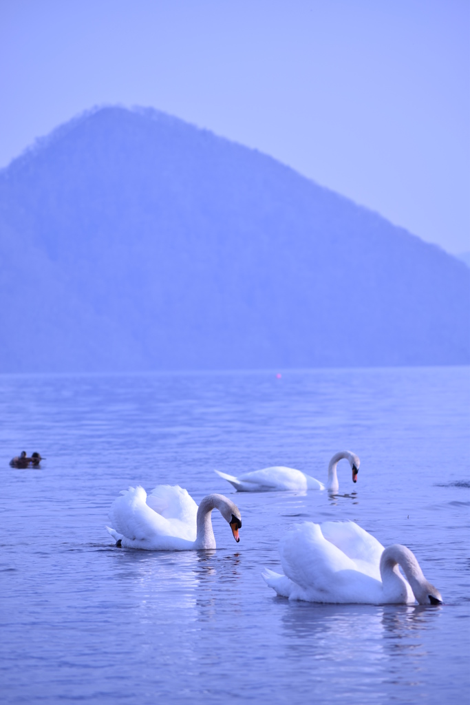 洞爺湖　白鳥の家族