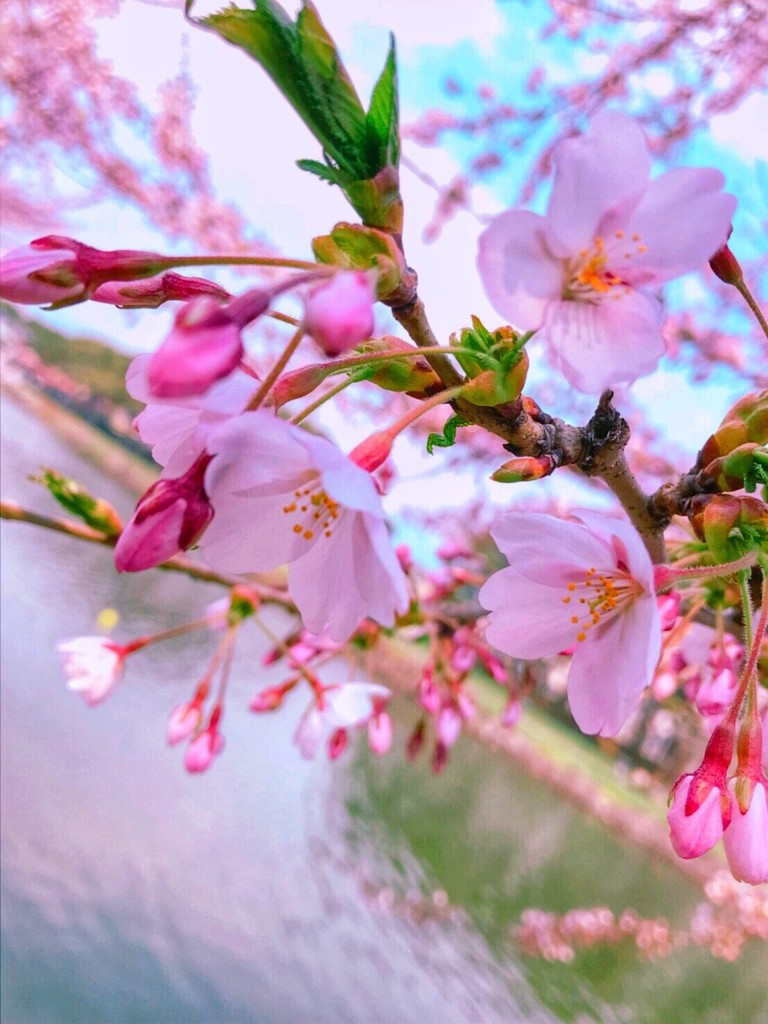 函館　五稜郭　桜 1