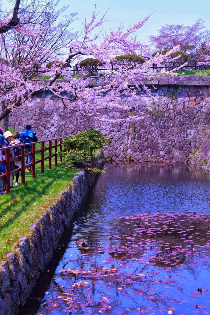 函館　五稜郭　桜 3