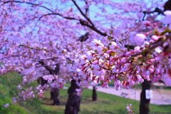 函館　五稜郭　桜 2