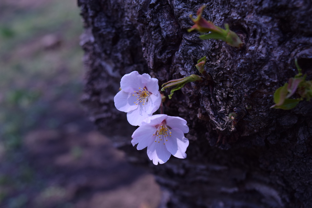 ひっそりと咲く桜