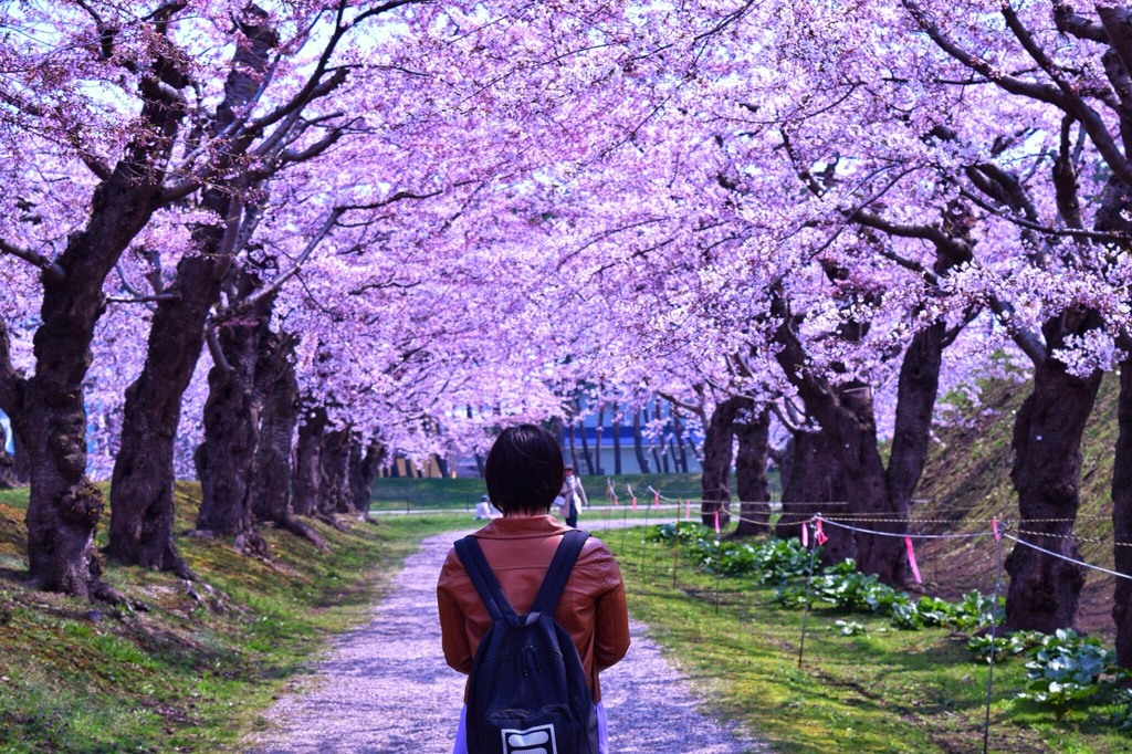 函館　五稜郭　桜 6