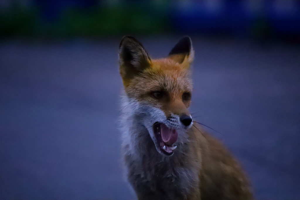きつねさん1