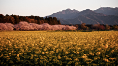 想いほど沢山 