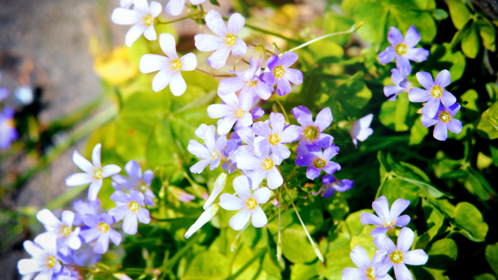暖かい日の花 
