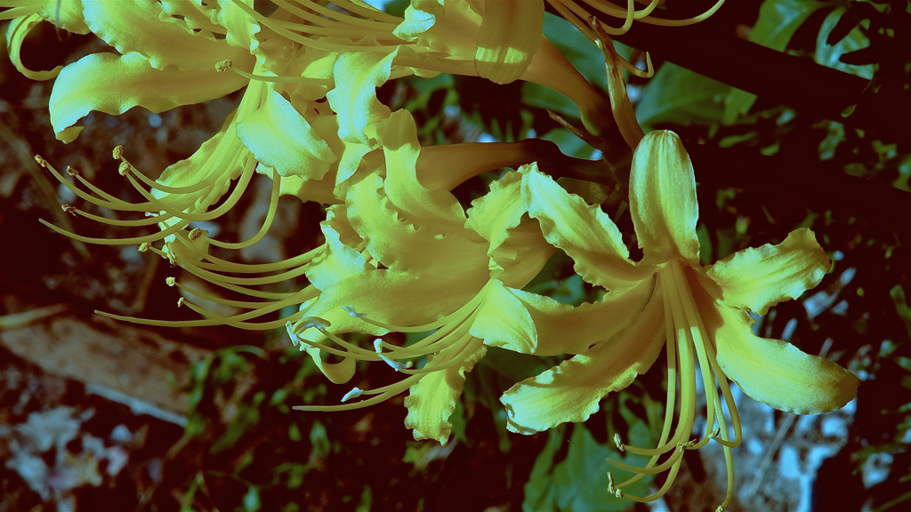 再花 ~ saika
