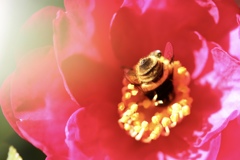 山茶花と蜂