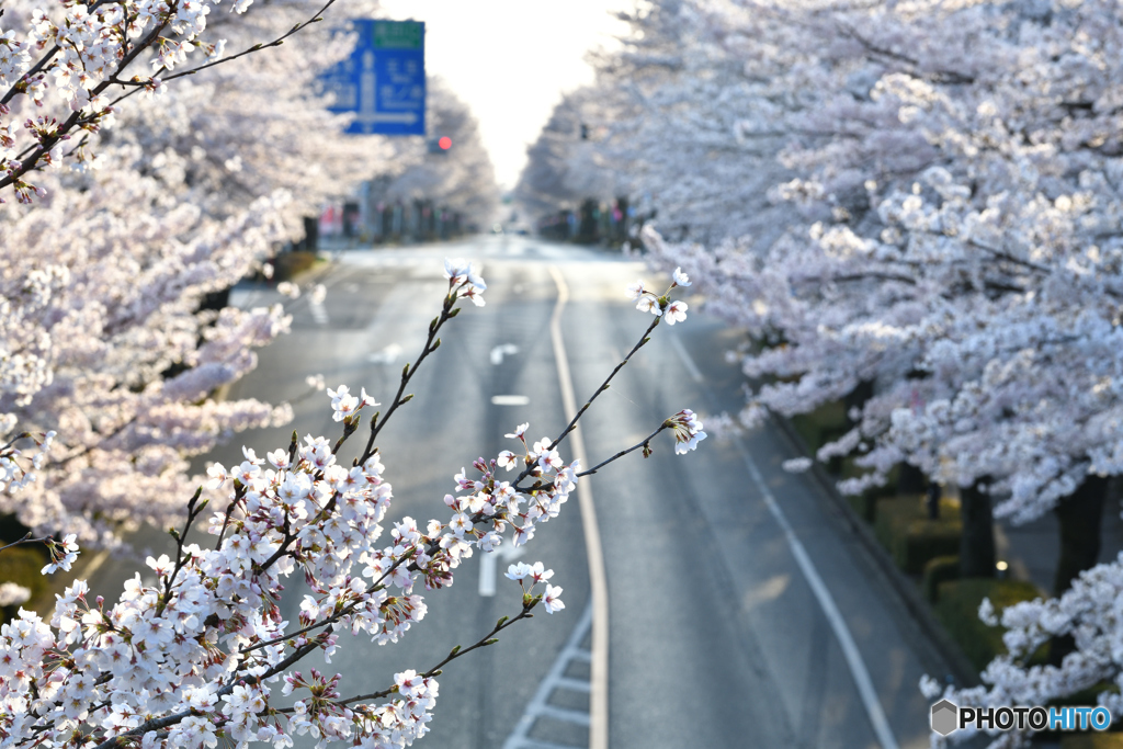 鹿沼市さつき大通りの桜並木