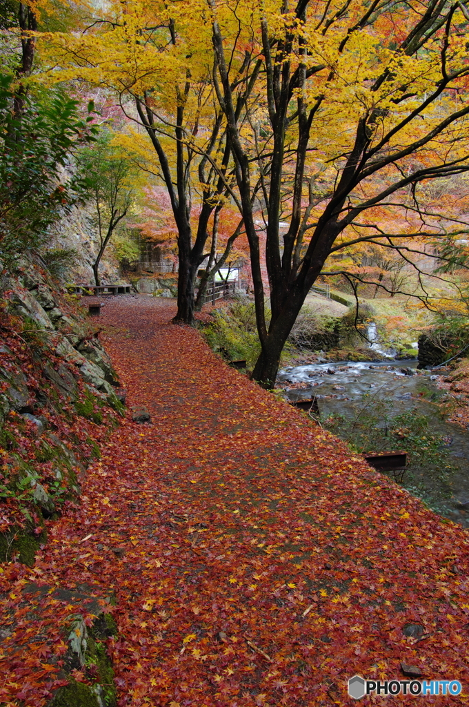 蓬莱山の紅葉