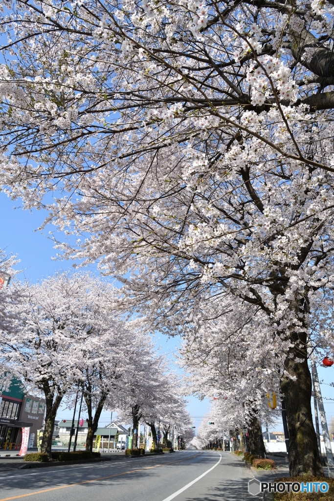 鹿沼市さつき大通りの桜並木Ⅲ