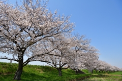 田川沿いにてⅡ