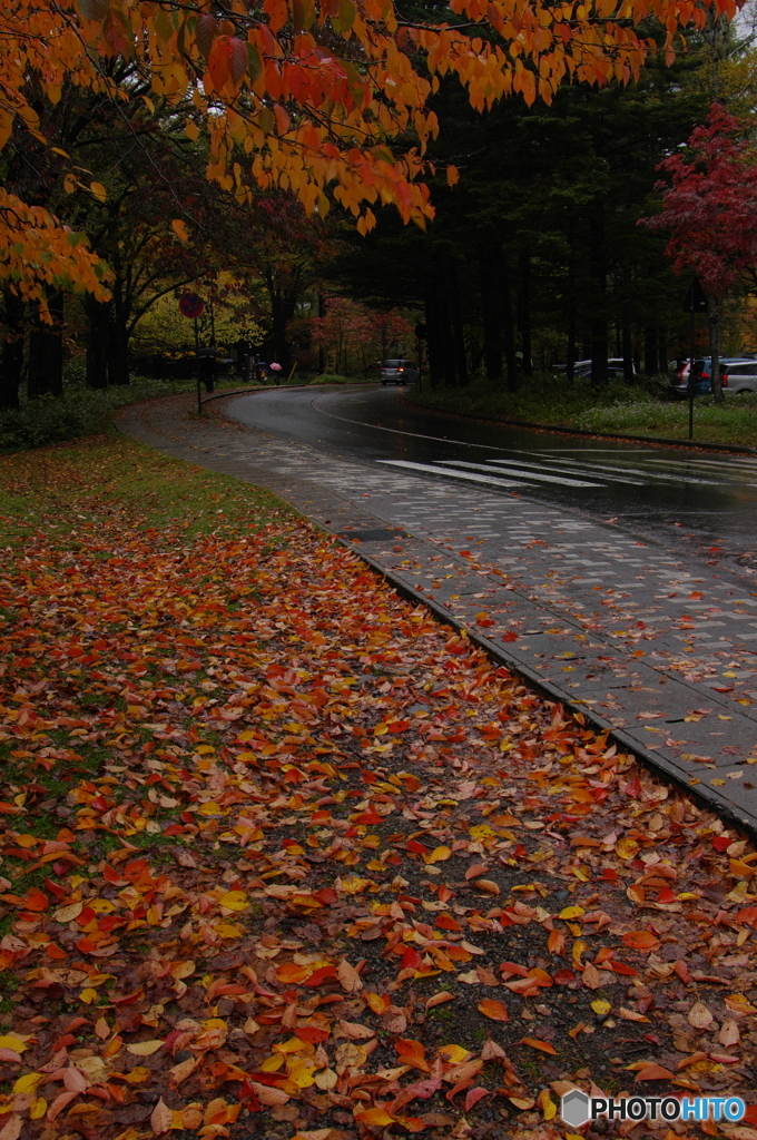 秋を感じる街路
