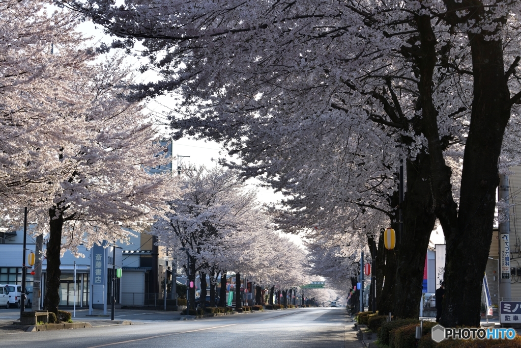 鹿沼市さつき大通りの桜並木Ⅱ