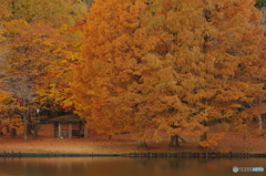 宇都宮市森林公園の紅葉Ⅳ