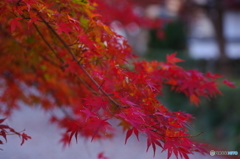 大山参道の紅葉Ⅲ