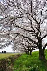 田川沿いにて