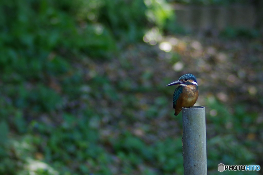 カワセミ