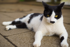 江ノ島 猫