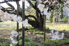 東京都　六義園