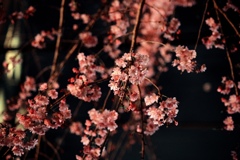 夜桜2