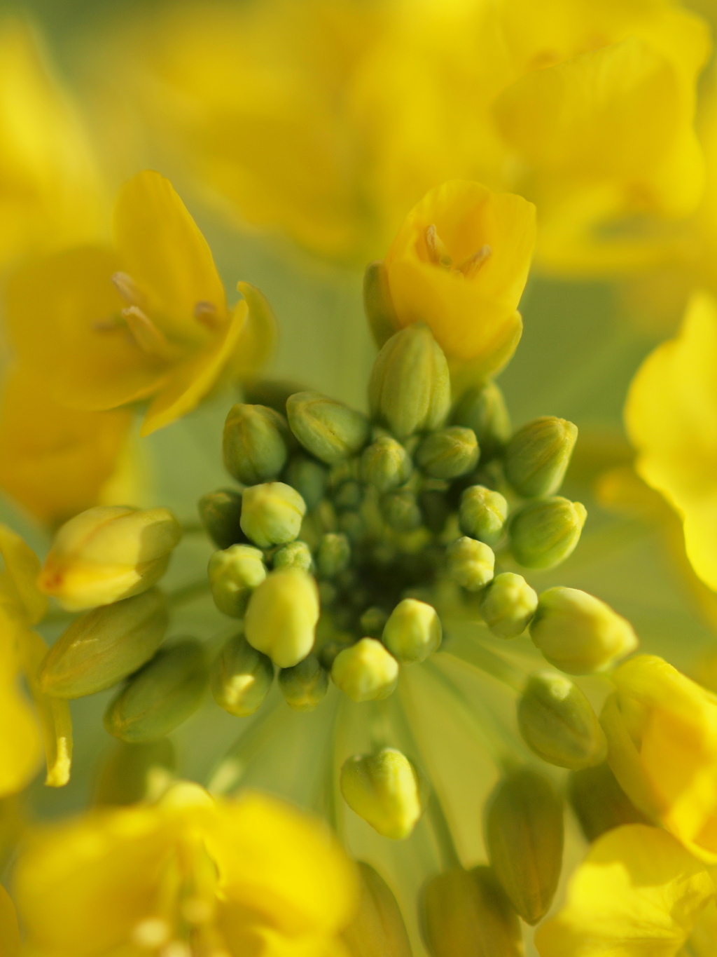 菜の花