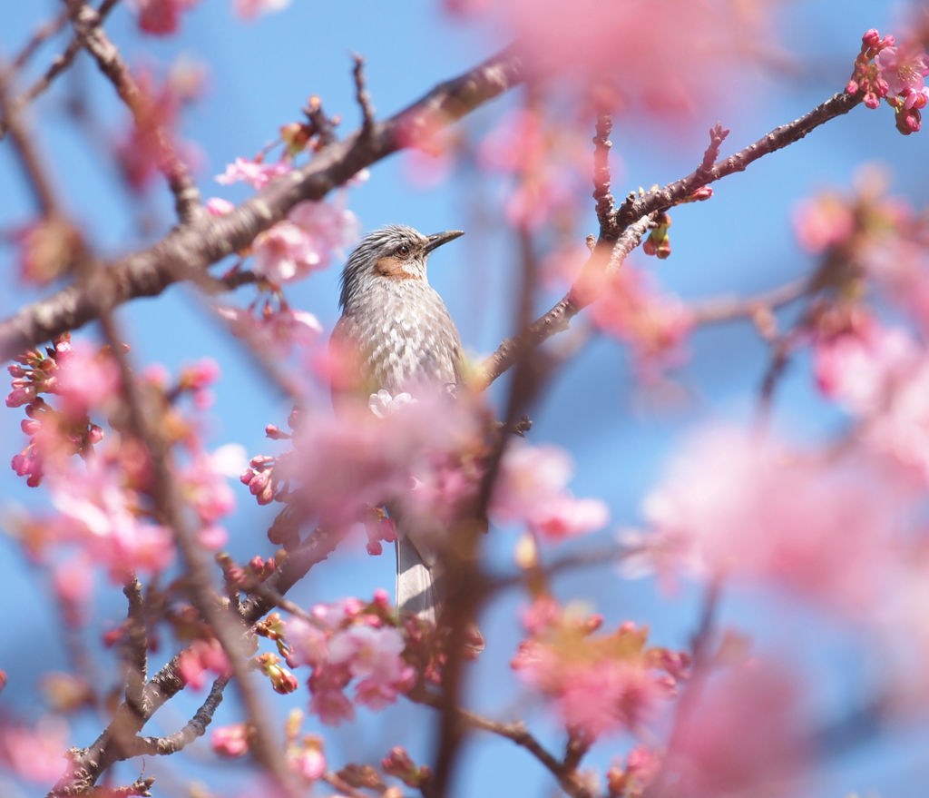 春を見つめて