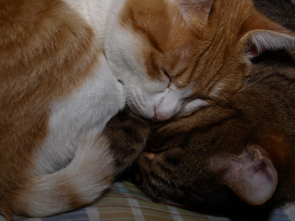 猫枕