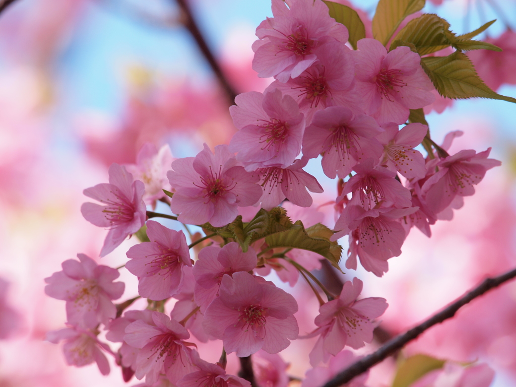 寒桜