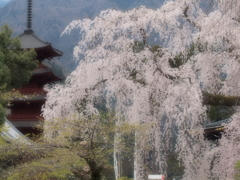 身延山の春