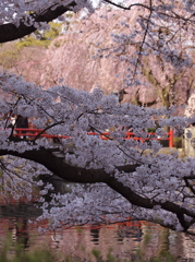 桜の頃