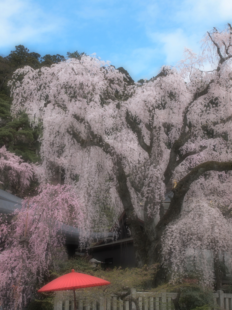 身延山の垂れ