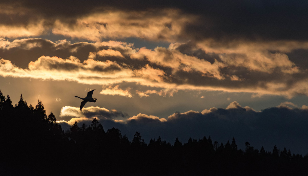 夕暮れに飛ぶ白鳥