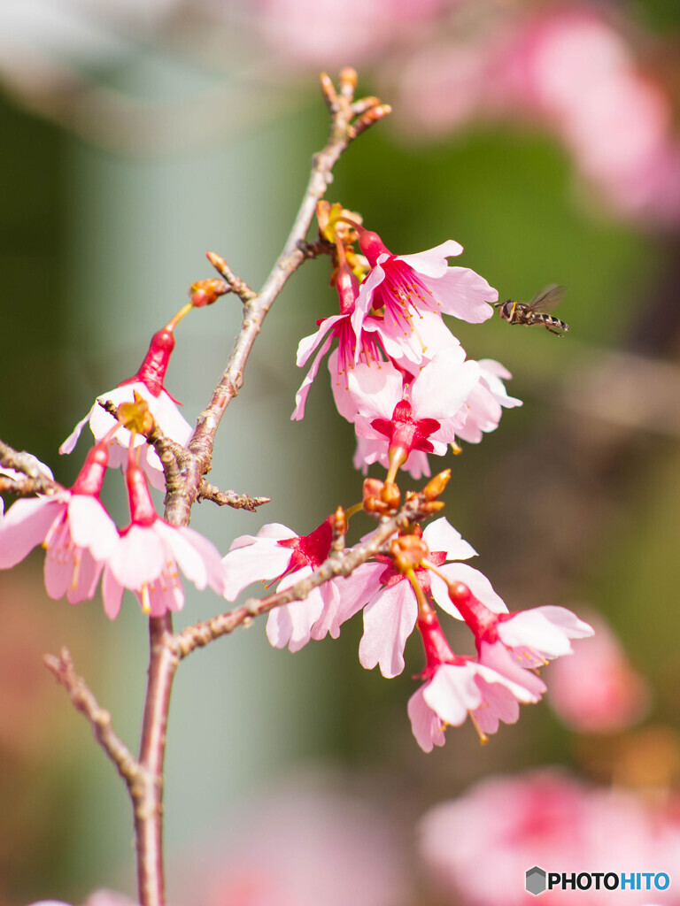 花に誘われて